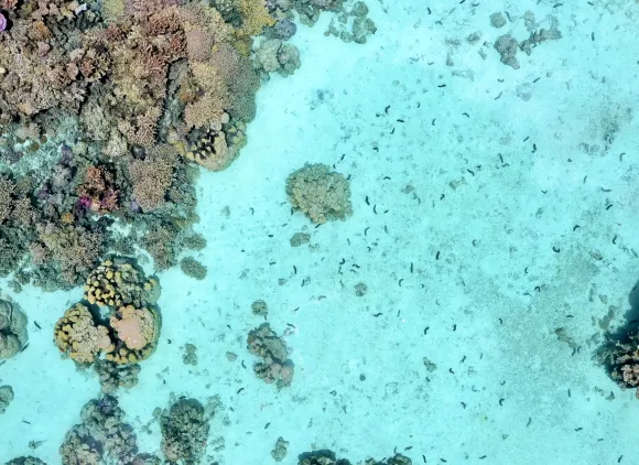 Aerial view of a turquoise ocean with corals and sea cucumbers.