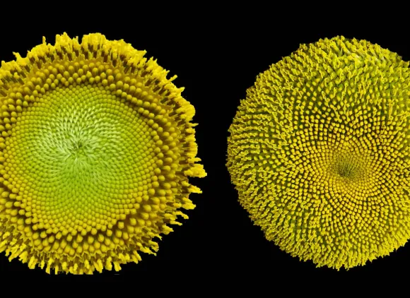 The heads of two sunflowers against a black background.