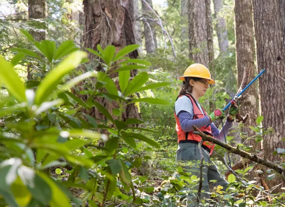 A person with a hard hat examining a tree in the woods.