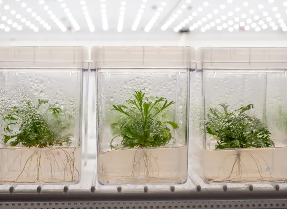 Plants growing in containers of liquid in a brightly lit laboratory.