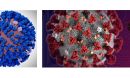 computer simulated models depicting an all-atom model of the influenza virus on the left and the coronavirus on the right.