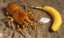 Banana the golden lobster