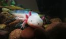 Join Axolotls Club