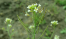 A genetic change caused Arabidopsis plants to absorb 30% more carbon dioxide than normal.