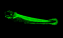Green fluorescent protein lights up only in trunk muscle in a developing zebrafish embryo
