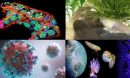 collage of biology images including fish, a bacterial cell, and the earth