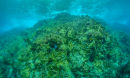 fire coral underwater