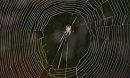 spider in a web