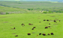 bison in a field