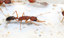 close up of ants
