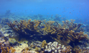 elkhorn coral underwater