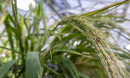 rice plant