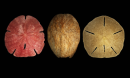 Sand dollar, heart urchin and sea biscuit populations are stable in the Florida Keys.