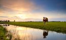 cows grazing in grassy area near water