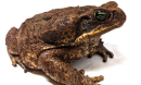 Portrait of a toad