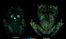 x-rays of a frog