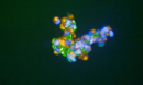close up of cellular 