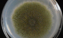 petri dish with sample in it