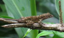 a crested anole lizard on a branch