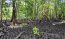 A mangrove forest on the island of Kosrae, Federated States of Micronesia.