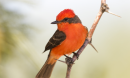 red bird perched on a branch