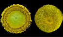 the opening of florets in concentric rings in sunflowers