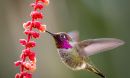 A hummingbird in flight feeding on a vibrant red flower's nectar