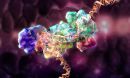 Illustration of a protein surrounding a section of a DNA molecule
