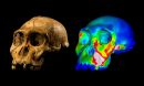 Fossilized skull speciment and finite element model of cranium