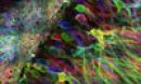 abstract brain