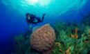 sea diver