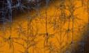 field of optogenetics