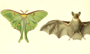 The long, trailing tails of luna moths appear to have one function and few, if any, drawbacks.