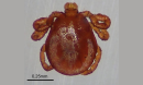 Researchers are warning of the tick-borne disease babesiosis. Here, a magnified view of Dermacentor albipictus, the tick responsible.