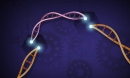 CRISPR is a tool that lets scientists cut and insert small pieces of DNA at precise areas along a DNA strand, enabling scientists to study genes in a targeted way.