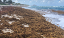 Beached Sargassum appears to harbor high amounts of Vibrio bacteria.