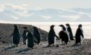 Penguins