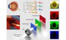 Newly created sensor array mimics human cone cells and neural network to process information and produce high-fidelity images.