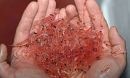 Handful of krill
