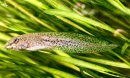 Wood frog tadpoles like this one are more susceptible to a parasitic fluke when they live in water tainted by pollutants.