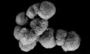 Microscopic image of human-made finely layered spherical objects.