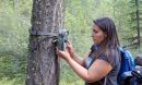 A woman checks an automated camera attached to a tree trunk.