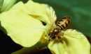 Scientists studied a defining feature of wild radishes: the length of their pollen-producing stamens.