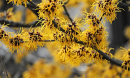 Members of the witch hazel family use their fruits like loaded springs that send seeds flying.