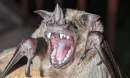 This Jamaican fruit bat, Artibeus jamaicensis, has a short jaw, like many noctilionoid fruit-eating bats.
