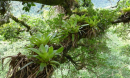 A view of epiphytic plants in a rainforest canopy; the plants face growing threats.