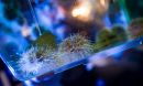 The Hamdoun Lab uses sea urchins as model organisms for studying gene activity during development. 