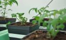 Tomato seedlings grow in a series of plastic square-shaped pots