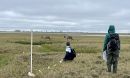Students working on plant surveys take a break to enjoy visiting caribou