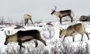 In the foreground, a brown and white caribou walks through snow from right to left, followed by a smaller, lighter caribou. Behind them, two more caribou stand along the skyline. The ground is snow-covered and small boulders and shrubs are scattered throughout.